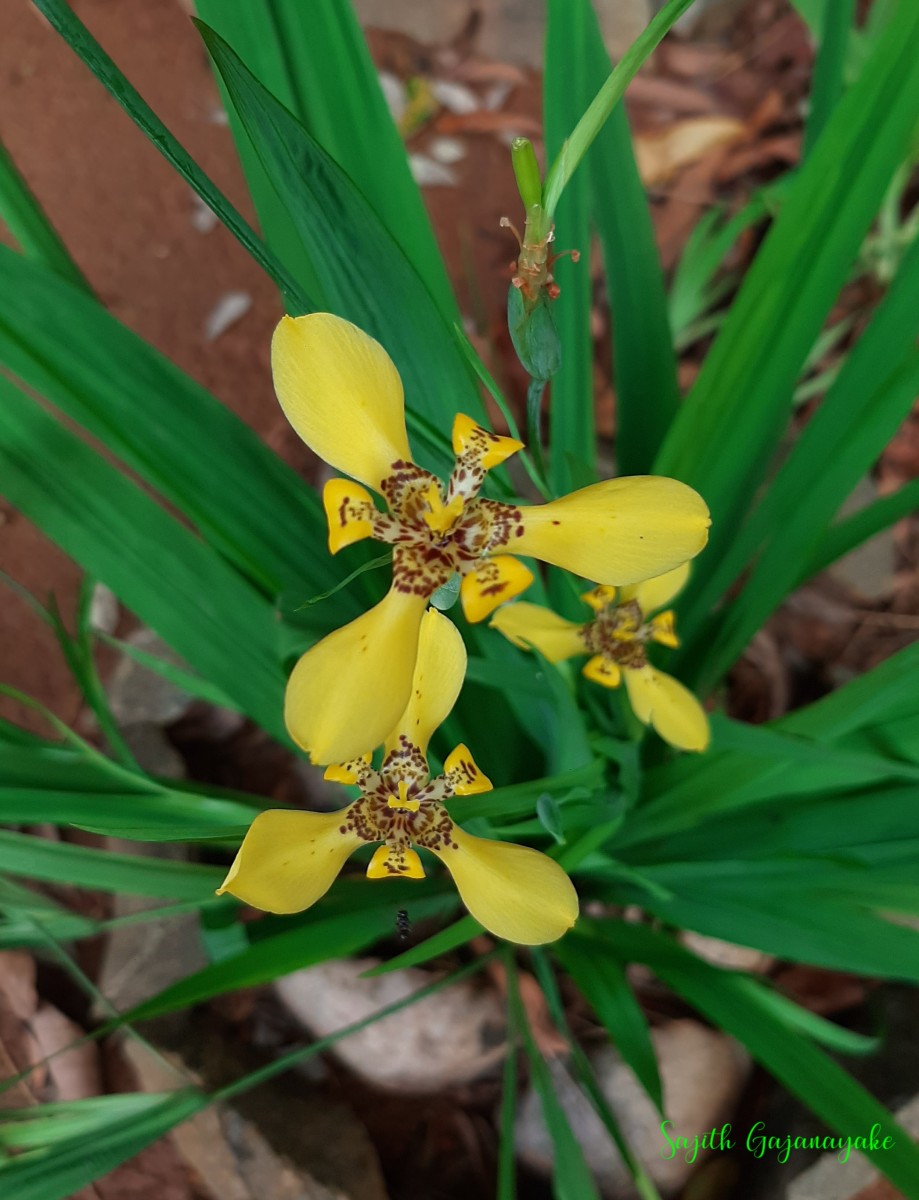 Trimezia martinicensis (Jacq.) Herb.